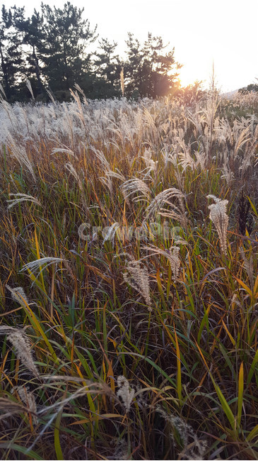 가을,갈대,하늘,노을,sunset,가을,계절,fall,autumn,season,자연,풍경,nature,landscape,grass,잔디,plant,식물,lawn,reed