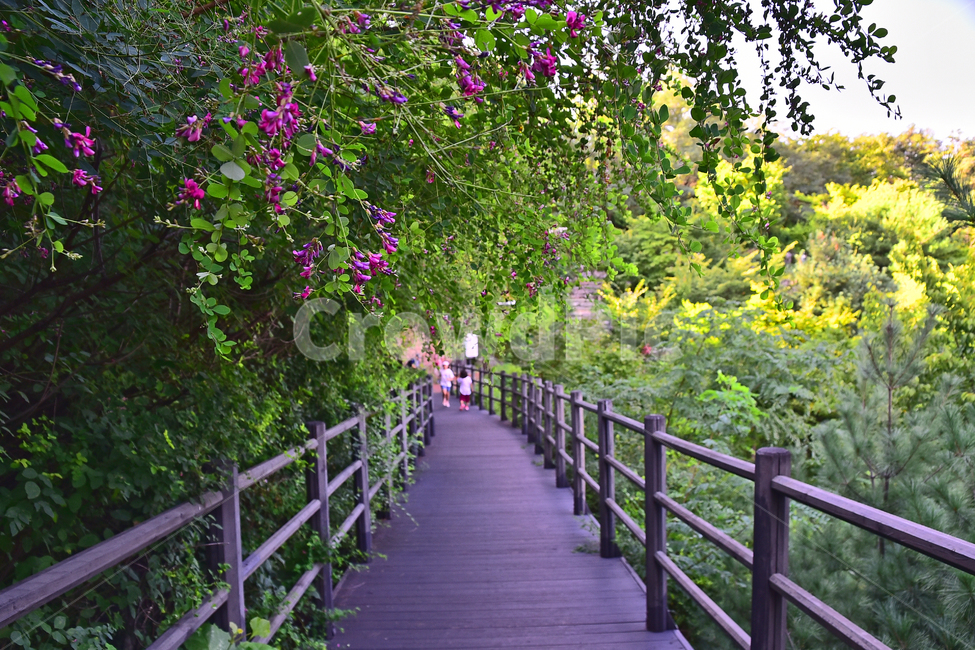 산책로,데크,등산로,숲길,힐링,나무,숲,forest,deck,사람들,환경,자연,산길,그리너리,초록색,야생화,나무꽃,싸리꽃,우드,wood,person,사람,human,인간,난간,banister,handrail,바탕,배경,백그라운드,background