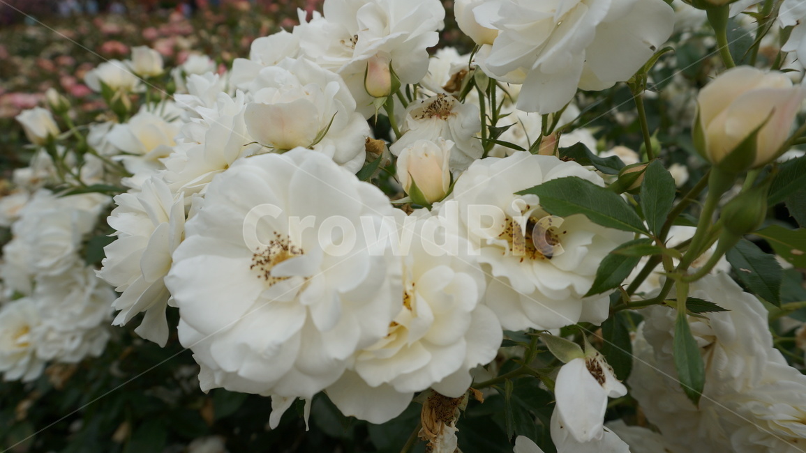 꽃,자연,식물,꽃축제,예쁜꽃,식물,자연,plants,nature,꽃,flower