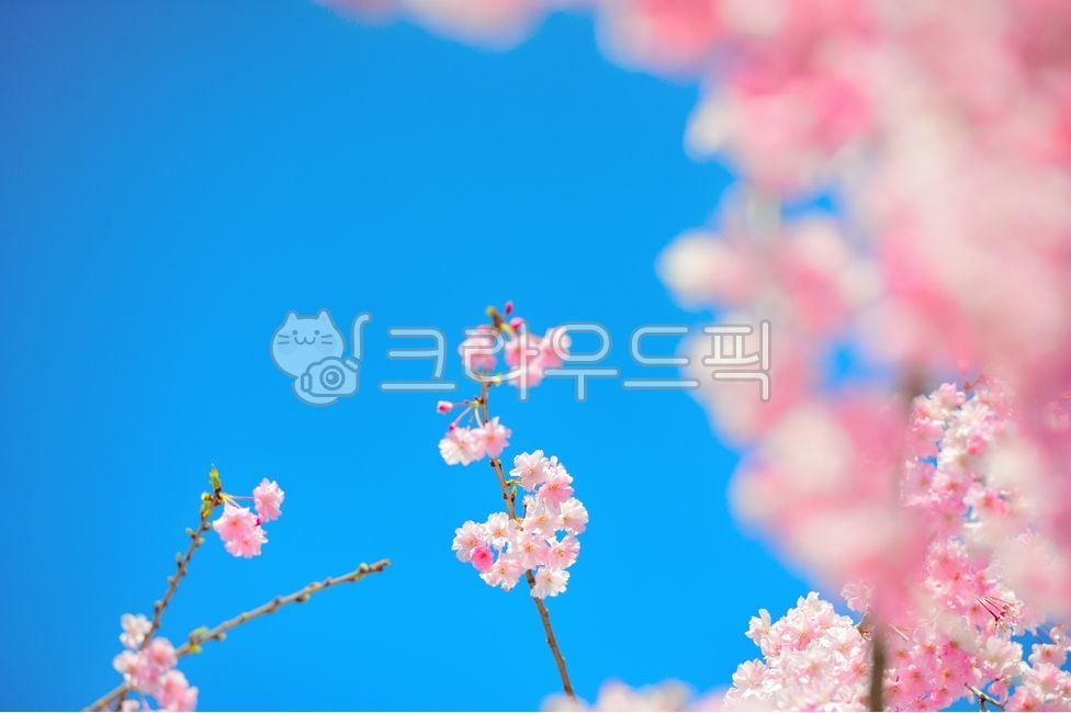 cherry,blue sky,weeping cherry blossoms,pink,Cherry Blossom,sky background,Cherry blossom viewing,spring,spring flowers,sunny day,romantic,spring day,spring sunshine,spring sky,sky sky,floral,sky,Cherry Blossom Festival,clear sky,clear,bouquet,pink flower