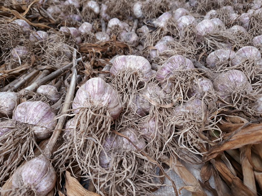 마늘,갈릭,야채,채소,요리재료,밭,농촌,농작물,수확,음식,농산물,농사,식재료,요리,더미,많은,쌓기,뿌리,음식,식재료,요리,food,cook,meal,dishes,food reserves,채소,야채,vegetables