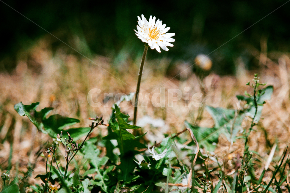 필름,필름사진,필름느낌,필름감성,꽃,들꽃,풀,민들레,꽃봉오리,만개,식물,plant,blossom,flower,식물,자연,plants,nature,꽃,flower