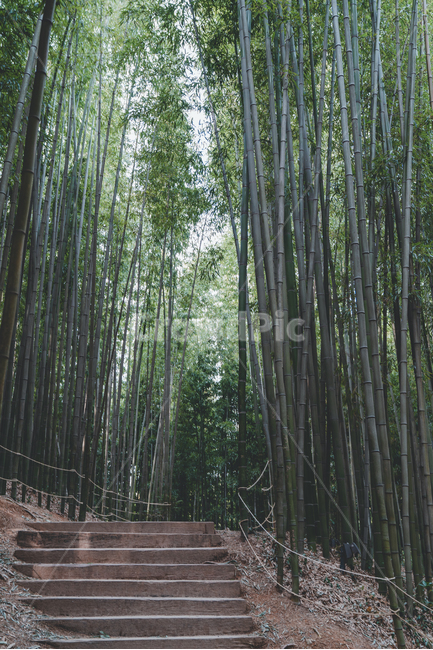 대나무,숲,대나무숲,bamboo,숲길,자연,풍경,nature,landscape,plant,식물
