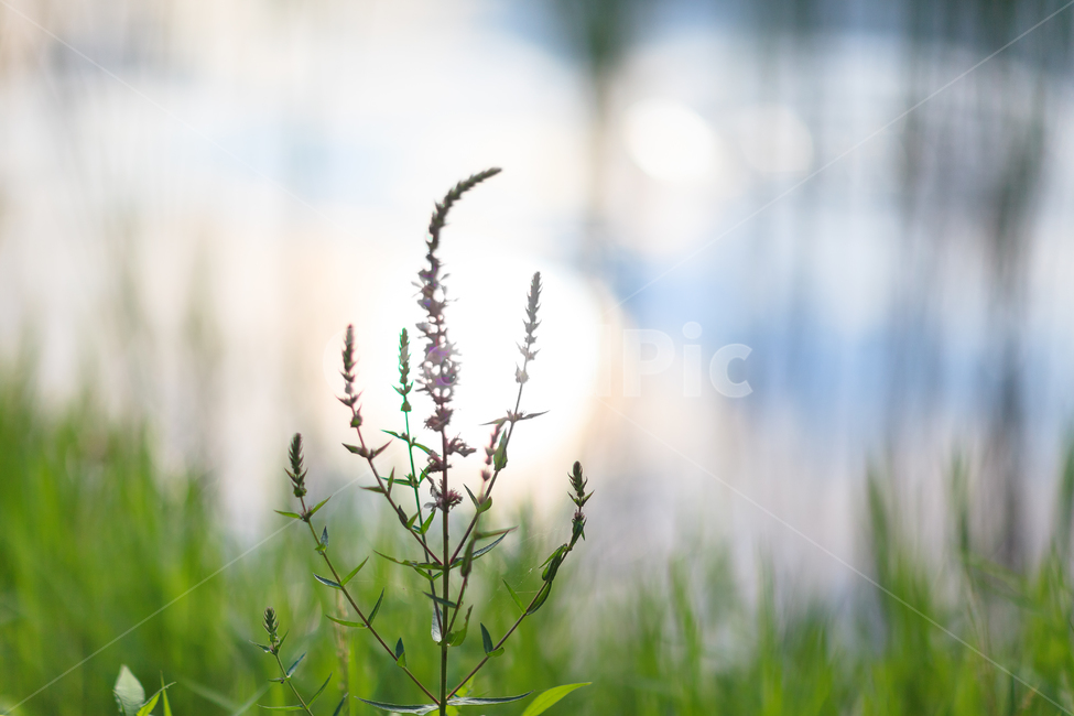 무지개,호수,빛,햇빛,환경,식물,공원,숲,일산호수공원,식물,자연,plants,nature