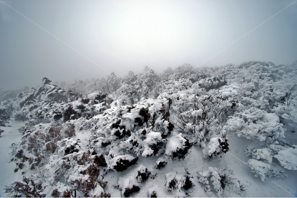 겨울산,한라산,설경,설산,한라산설경,겨울,안개,운무,겨울,계절,winter,season