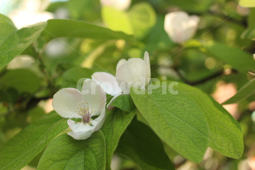 꽃,벚꽃,겹벚꽃,접사,도로,봄,계절,spring,season,식물,자연,plants,nature,꽃,flower,plant