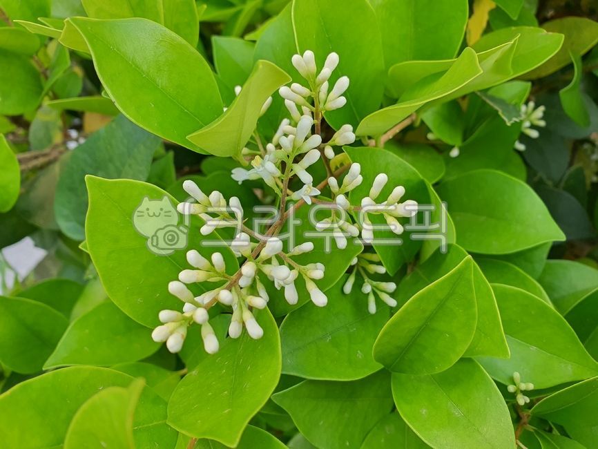 광나무꽃,광나무,꽃,꽃봉오리,잎,flower,leaf