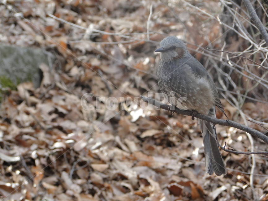 새,참새,동물,bird,animal,동물,animal,조류,새,birds