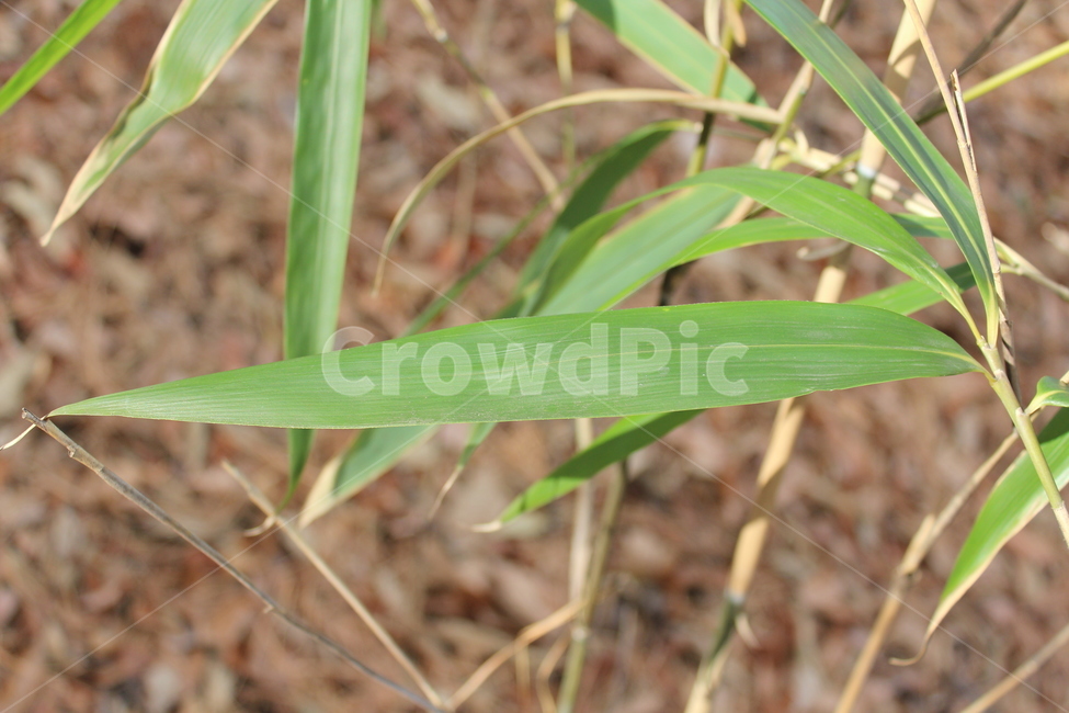 plant,식물,green,bamboo,대나무