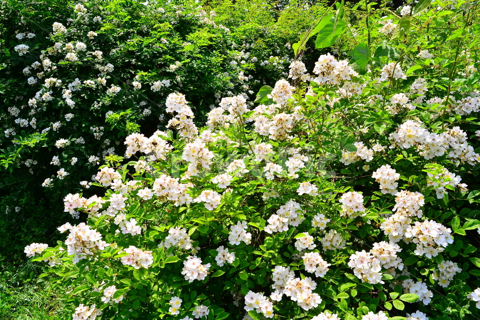 찔레꽃,토종장미,우리꽃,꽃,아름다움,예쁜,플라워,데코레이션,꽃송이,꽃잎,rose,flowers,5월,계절의여왕,가시,가든,정원,앞뜰,장미원,장미축제,BEAUTIFUL,plant,garden,분홍장미,꽃밭,수많은,찔레정원,찔레밭,식물,자연,plants,nature,꽃,flower