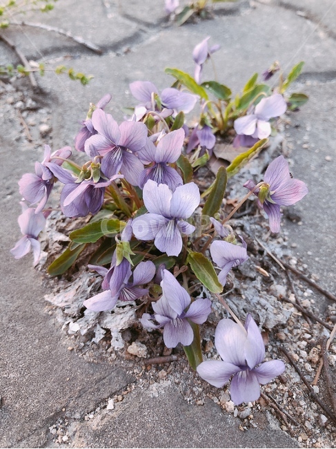 보라색,식물,blossom,제비꽃,보라색꽃,바이올렛,들꽃,꽃