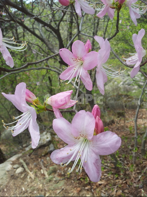 진달래,야생화,꽃,식물,KoreanRosebay,식물,자연,plants,nature,꽃,flower