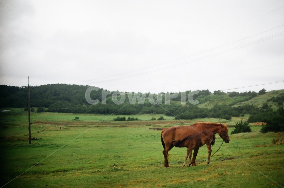 말,초원,우도,풀,jeju,제주,동물,animal,포유류,mammal