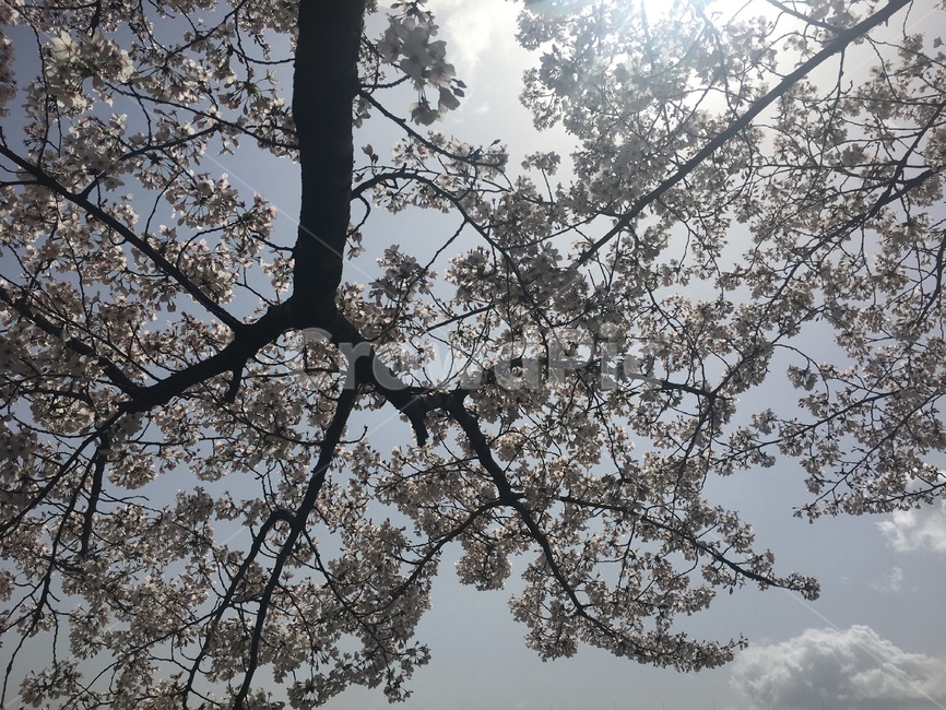 벚꽃,꽃,나무,봄,벚꽃축제,봄,계절,spring,season,plant,식물,tree