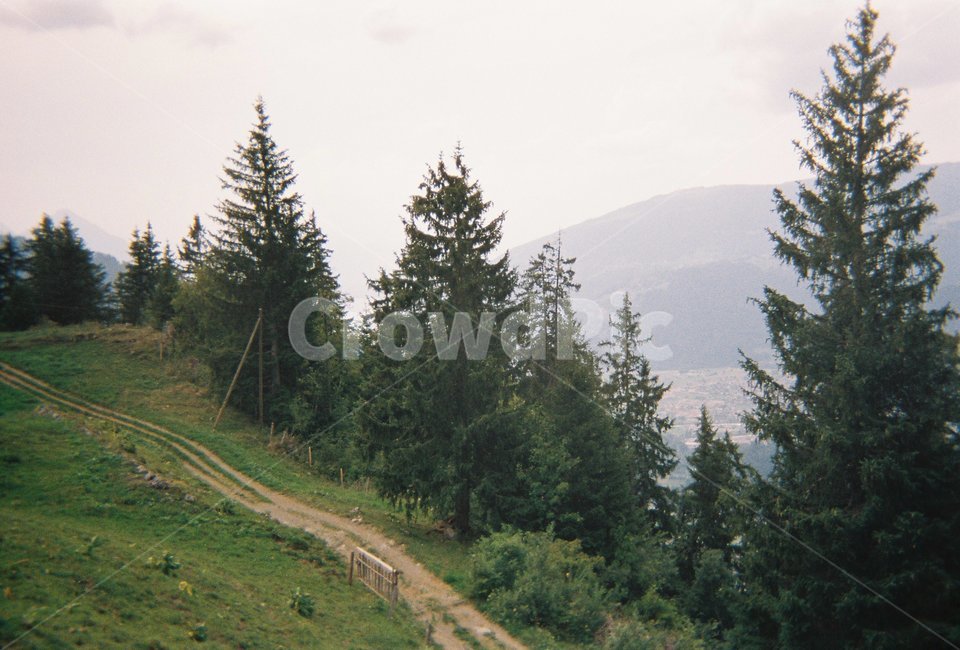 스위스,산,나무,자연,초록,자연,풍경,nature,landscape,tree,plant,식물,fir,전나무,conifer,구과 식물