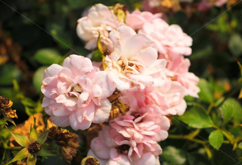 연분홍,꽃,식물,활짝,장미,식물,자연,plants,nature,꽃,flower