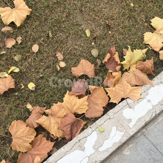 자연,가을,계절,낙엽,나무,풍경,쓸쓸,고독,쓸쓸함,leaf,잎,plant,식물,tree,maple leaf,단풍잎