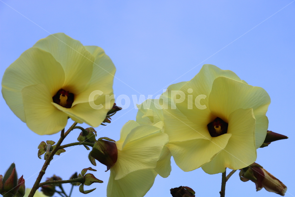닥풀,꽃,닥풀꽃,식물,자연,황추규,황촉규,아욱과,식물,자연,plants,nature,꽃,flower