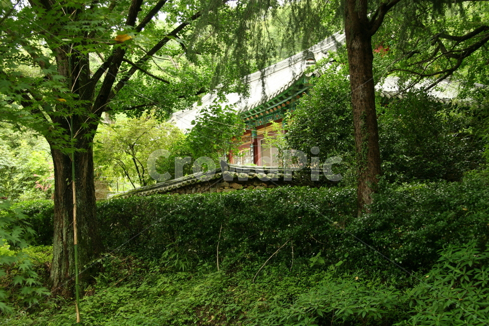 초록,여름산속,산속,숲,우거짐,풍경,계절,여름,여름,계절,summer,season,한국전통,한국문화,korean traditional,korean culture,건축물,건물외관,exterior,building,structure,architecture,construction,outdoors,옥외,garden,정원