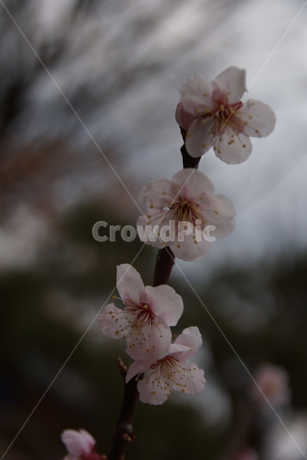나무,꽃,flower,cherryblossom,blossom,벚꽃,식물