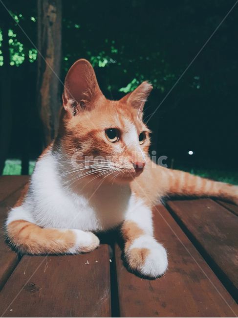 고양이,길고양이,코리안숏헤어,치즈태비,냐옹이,동물,포유류,중성화,휴식,밤,cat,starycat,feralcat,koreanshorthair,cheesetabby,kitty,animal,mammal,rest,night