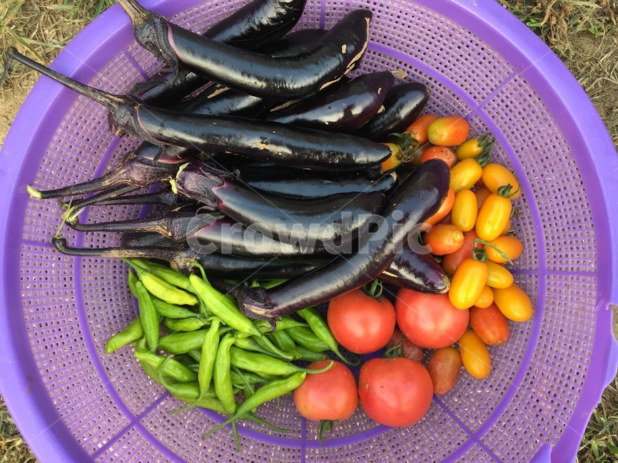 가지,토마토,고추,농장,수확,자연,음식,식재료,요리,food,cook,meal,dishes,food reserves,과일,열매,fruit,채소,야채,vegetables
