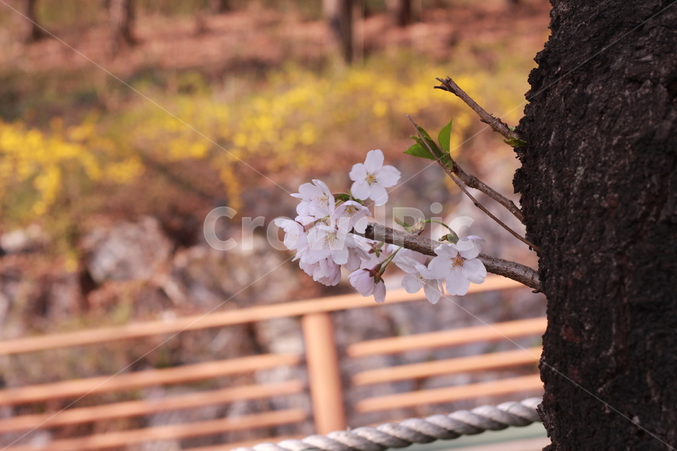 꽃,봄꽃,식물,flower,plants,봄,계절,spring,season,식물,자연,plants,nature,꽃,flower,plant
