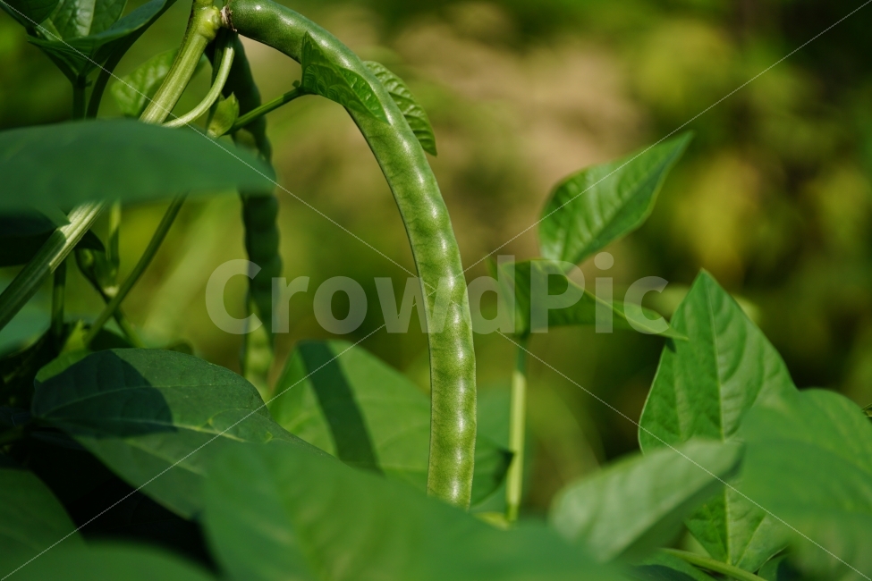동부콩,완두콩,콩,식물,자연,이파리,여름,식재료,요리재료,식자재,nature,summer,green,녹색,줄기,접사,콩꽃,꽃사진,플라워,flower,농작물,농산물,농촌,시골,재배,수확,농업,country,macro,신비,감성,감성사진,힐링,힐링사진,콩밭,개미,곤충,벌레,insect,ant,스냅,스냅사진,스넵,스넵사진,snap,bean,soya,pea,야채,채소,vegetable,farm,farmer,한국의자연,한국자연,한국풍경,음식,식재료,요리,food,cook,meal,dishes,food reserves,콩류,견과류,beans,pulse,nuts,dry fruits