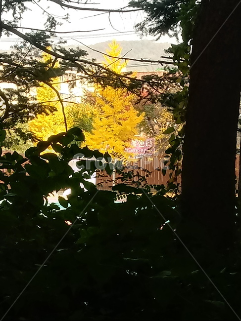 가을,단풍,낙엽,maple,plant,식물,단풍나무,단풍잎,leaf,잎,tree,나무,계절,fallautumnseason,가을단풍,자연,풍경,경치,가을,계절,fall,autumn,season,식물,자연,plants,nature,나무,trees,wood