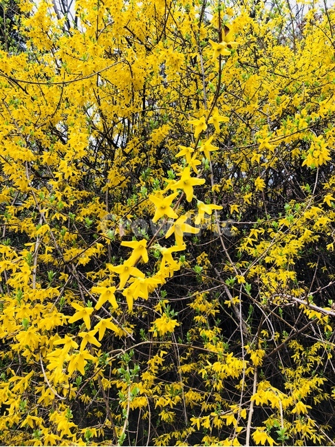 노랑,꽃,개나리,식물,봄,나들이,야외,봄,계절,spring,season,식물,자연,plants,nature,꽃,flower,plant