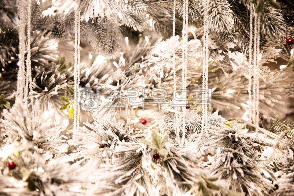 흰눈,흰색,하얀색,흰눈꽃,하얀크리스마스,트리,성탄절,크리스마스트리,whitesnow,white,whitesnowflake,whitechristmas,tree,christmas,christmastree,겨울,계절,winter,season,메리크리스마스,성탄절,merry christmas