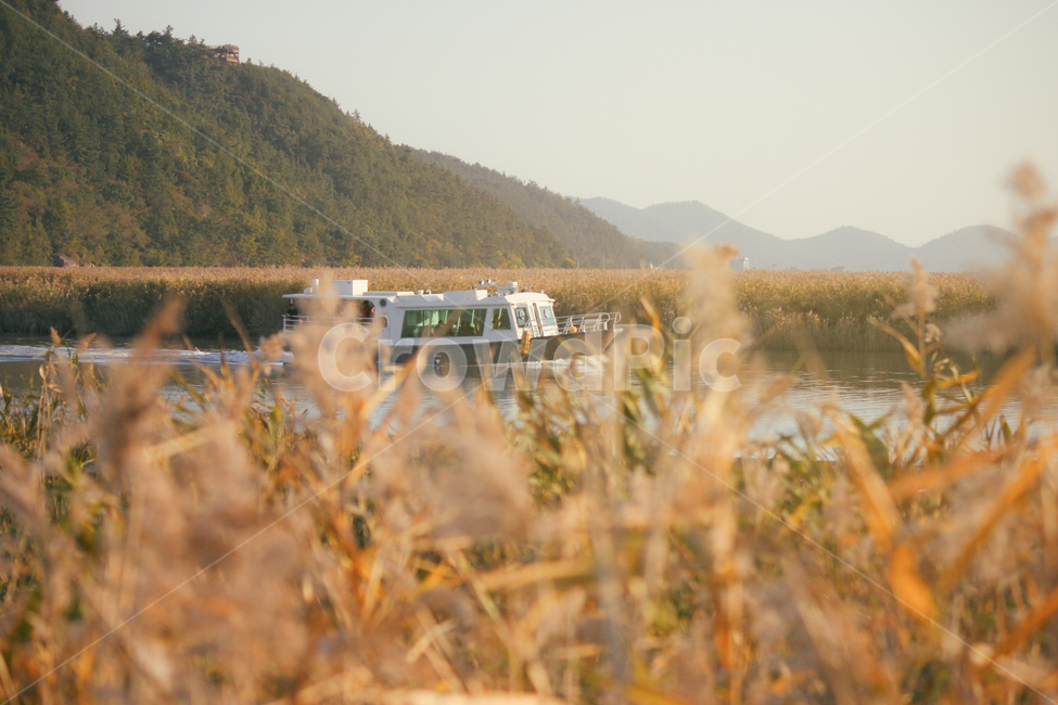 자연,풍경,갈대,갈대밭,유람선,식물,순천만,만,reed,plant,nature,landscape,가을,계절,fall,autumn,seasons,bay,suncheonbay,boat,배,가을,계절,fall,autumn,season,자연,풍경,nature,landscape,식물,plants,감성,sensible,feeling,교통,교통수단,traffic,transportation,grass,잔디