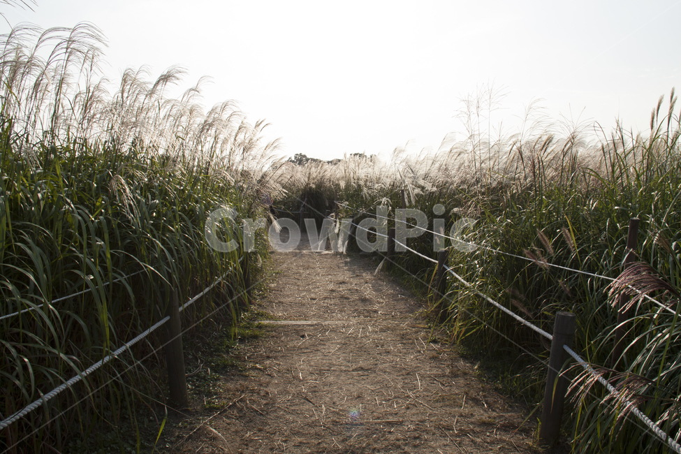 자연풍경,도시,하늘공원,억새,길,가을,가을,계절,fall,autumn,season,자연,풍경,nature,landscape