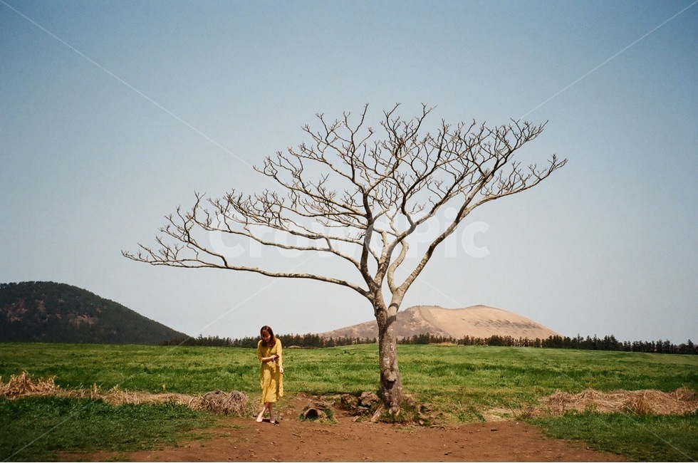 제주도,나홀로나무,전신샷,여자전신,나무,tree,jeju,제주도풍경