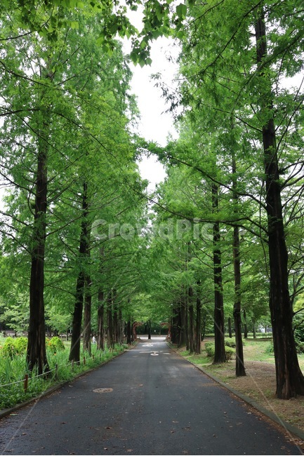 가로수길,도로,나무,하늘,자연,road,tree,sky,nature,michi,ki,sora,초록,green,midori,식물,plants,shokubutsu,자연,풍경,nature,landscape,한국자연풍경,한국자연경관,korea nature landscape,식물,plants,나무,trees,wood