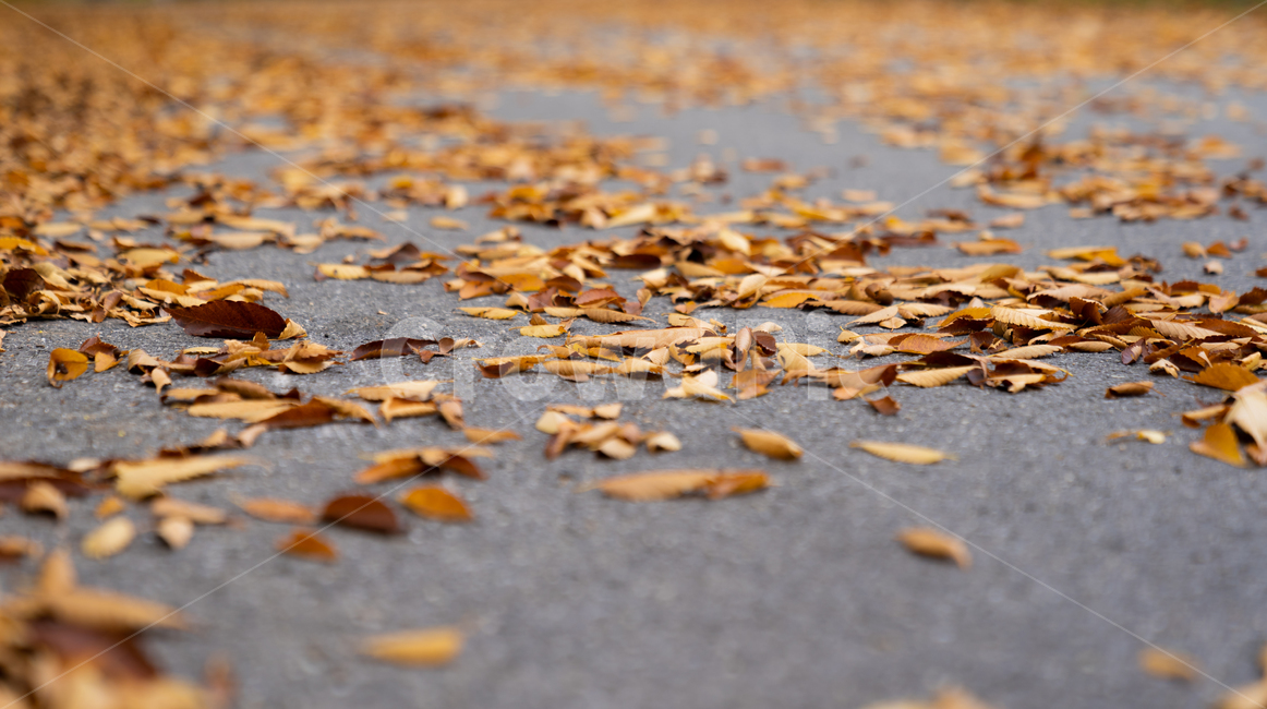 가을,낙엽,도로,거리,자연,계절,풍경,fall,autumn,leaf,nature,landscape,season,가을,계절,fall,autumn,season,자연,풍경,nature,landscape,ground,바닥,plant,식물