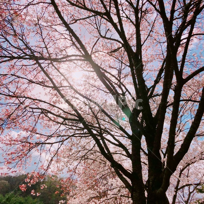 봄,꽃,식물,자연풍경,여름,벛꽃,나무,하늘,봄,계절,spring,season,식물,자연,plants,nature,꽃,flower,나무,trees,wood,plant