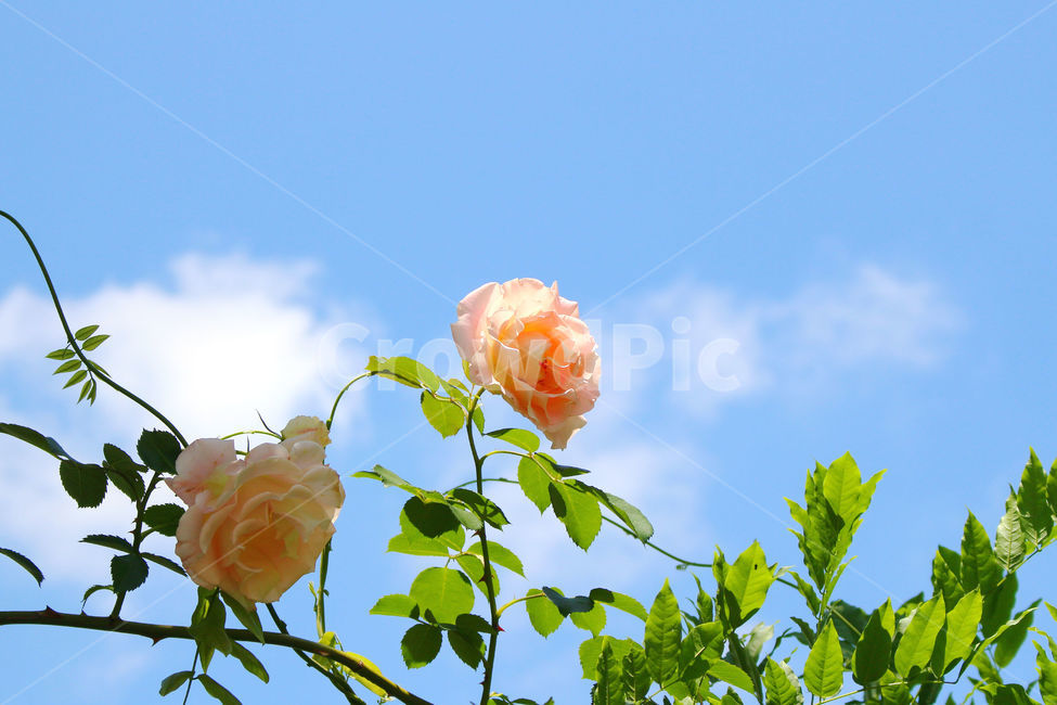 꽃,장미,하얀장미,감성사진,여름,5월,흰색,flower,rose,풍경,풍경사진,자연,식물,자연,plants,nature,꽃,flower