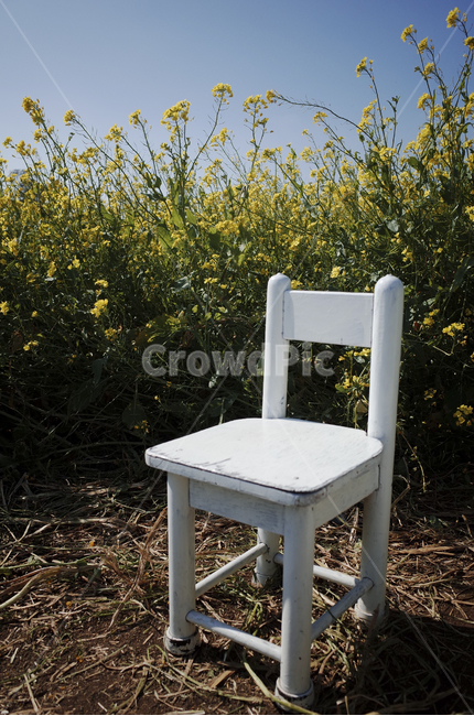 유채꽃,유채,노란꽃,봄,봄꽃,flower,yellow,spring,furniture,가구,chair,의자,흰,white