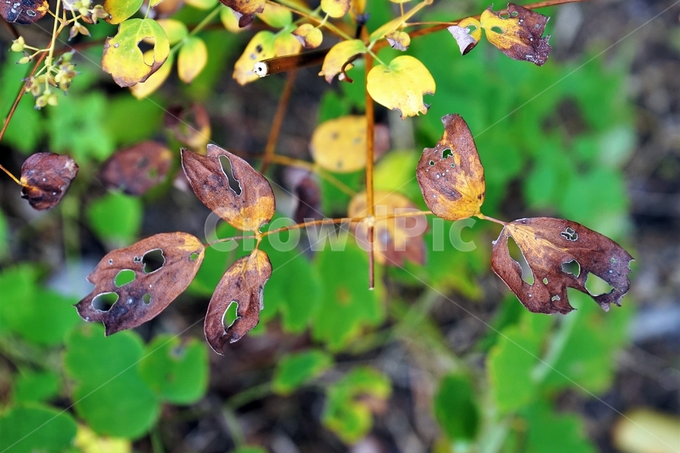 가을,마른잎,식물,계절,자연,fall,plant,dryleaves,식물,자연,plants,nature
