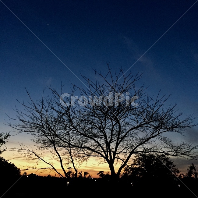하늘,nature,자연,outdoors,나무,노을,저녁,제주