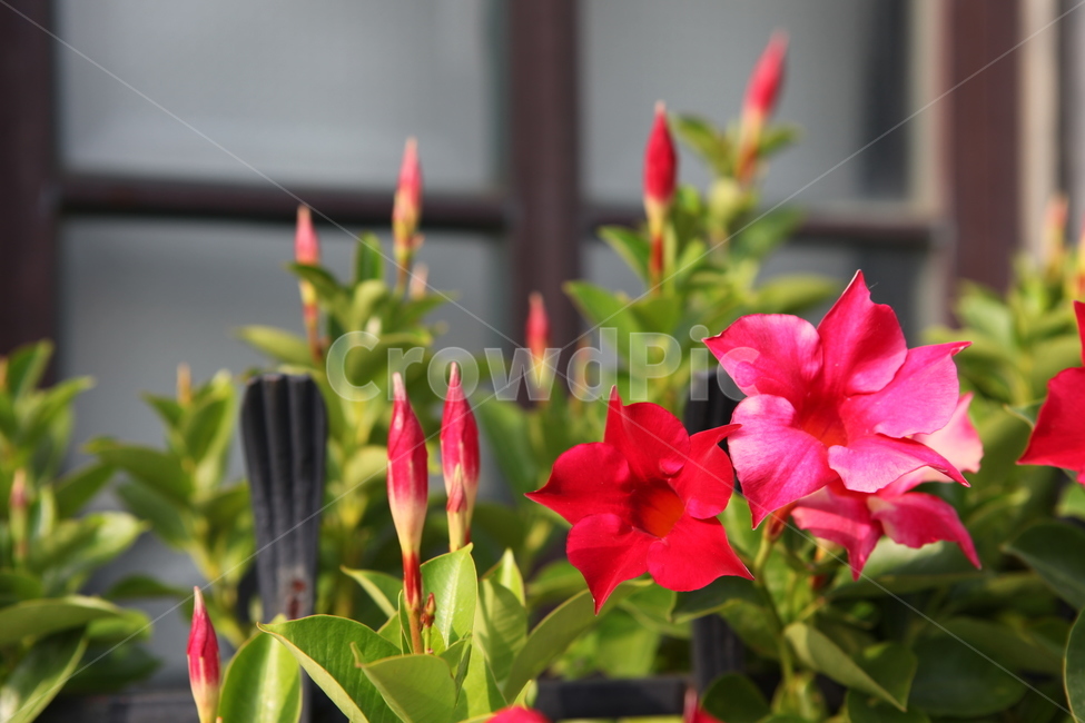 식물,꽃,수목원,여름,flower,식물,자연,plants,nature,꽃,flower