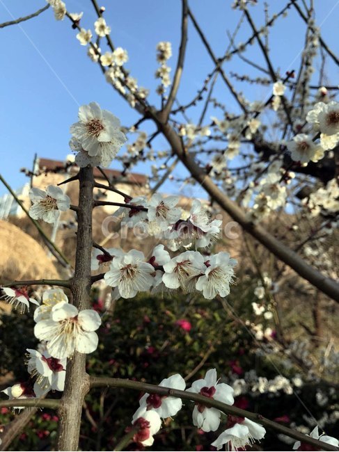 매화,꽃,봄,나무,flower,봄,계절,spring,season,식물,자연,plants,nature,꽃,flower,plant,blossom