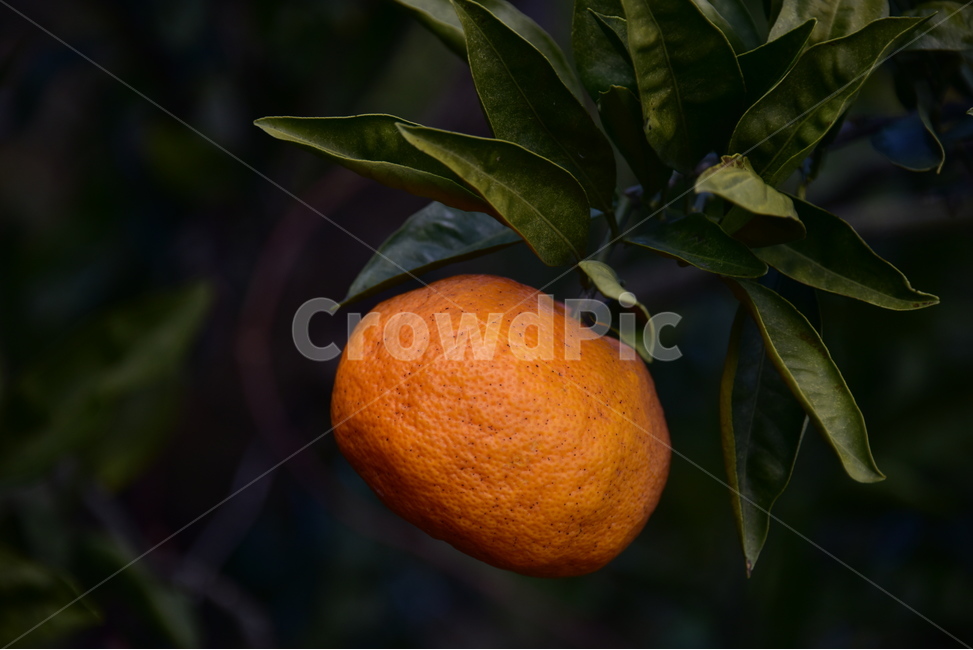 귤,밀감,감귤,mandarin,tangerine,과일,제주도,식물,자연,plants,nature,과일,열매,fruit