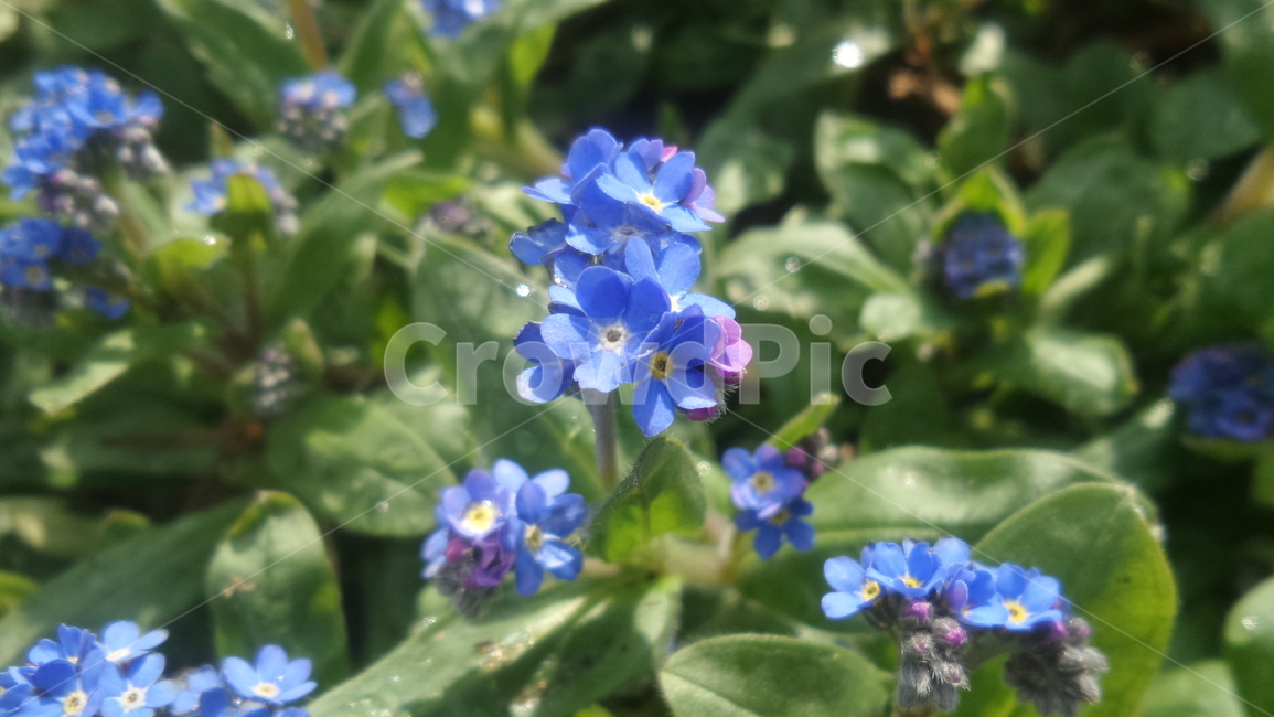 물망초,지치과,여러해살이식물,勿忘草,forgetmenot,고산식물,식물,자연,plants,nature,꽃,flower