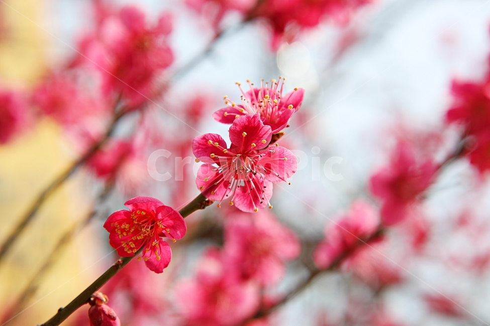 홍매화,매화,매화꽃,꽃,봄꽃,꽃잎,식물,자연,공원,봄,식물,자연,plants,nature,꽃,flower