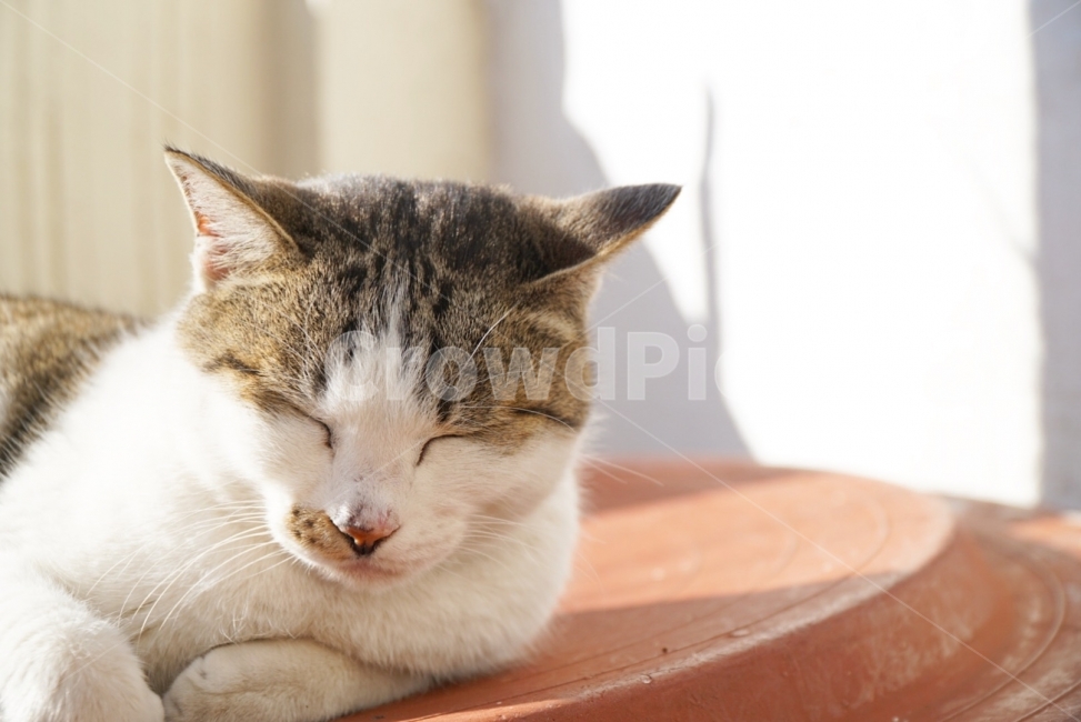 고양이,잠,졸음,흰여울길,동물,동물,animal,포유류,mammal,고양이,cat,kitten,kitty,휴식,힐링,rest,relaxation,healing
