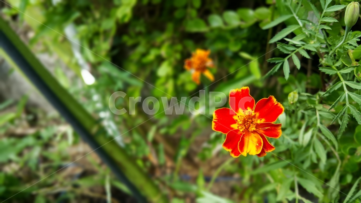 야생화,꽃,color,wildflower,flower