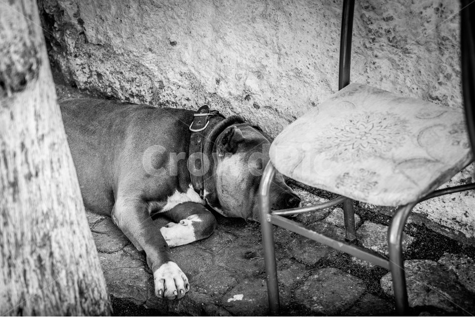 개,잠,담,강아지,잠든개,잠든강아지,불독,동물,animal,포유류,mammal,개,강아지,dog,doggy,흑백,모노톤,monochrome,black and white