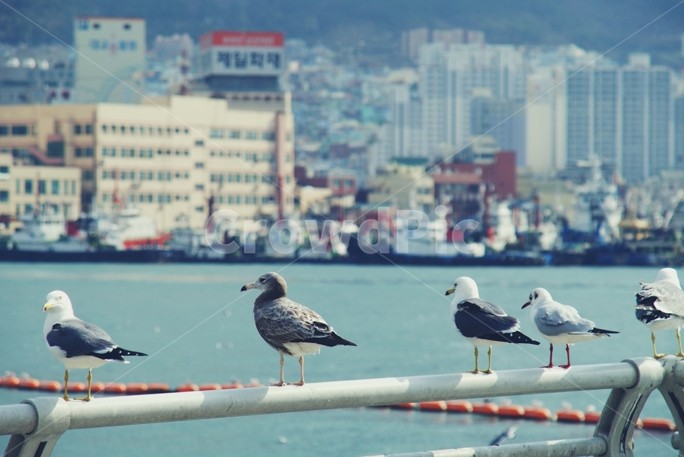 갈매기,seagull,부산,바다,새,bird,busan,한국,korea,동물,animal,조류,새,birds